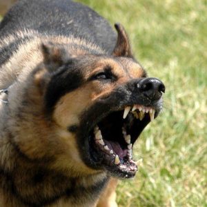 C&rsquo;est quoi un watchdog ?